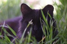Redness and inflammation in the. Ear Tipping Feral Stray Community Cats Best Friends Animal Society