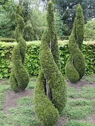 Zuckerhut In Smaragdgrun Garten Pflanzen Formschnitt Garten