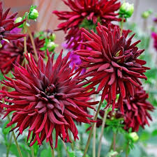 Dahlia Black Cat Plant Lust