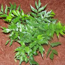 Image result for Combretum falcatum