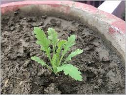 Flower Seedling Identification Winter Spring Edition Gardening For Beginners Flower Seedlings Bulb Flowers Seedlings