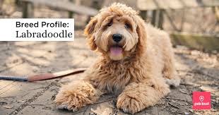 The hair coat feels wiry to touch. Could The Labradoodle Be The Perfect Match For You