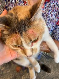 Image result for Feline Miliary Dermatitis