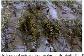 Image result for Athrixia phylicoides