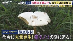 オオシロカラカサタケ
