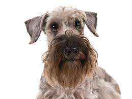 Image result for ČESKÝ TERIÉR