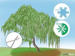 Maybe you would like to learn more about one of these? How To Prune A Weeping Willow Tree 11 Steps With Pictures