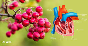 Lewtress hawthorn berry extract capsules contain a concentrated powder that is standardised (guaranteed) suitable for vegans and vegetarians. Hawthorn Berry Health Benefits And How To Use Dr Axe