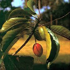 Image result for Terminalia mollis