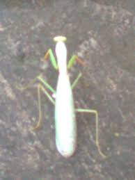 We did not find results for: Walang Kadung Kompasiana Com