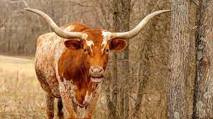 Texas-LonghornMastvieh-Kuhstellung in Der Nähe Von Bäumen Und Pinsel in Der  Weide Stockfoto - Bild von brut, stier: 202430666
