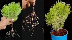 Image result for cuttings thujas