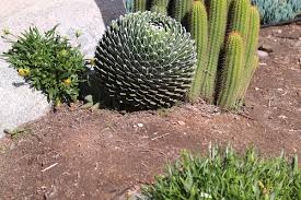 Tall cacti can cause all sorts of injury from physically stabbing you on the head, back, arms, legs, but can also cause serious ocular injury from falling arms or dislodged spines/glochids. Caring For 12 Mistakes Beginners Make With Succulents Debra Lee Baldwin