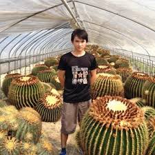 Download 1,201 golden barrel cactus images and stock photos. Golden Barrel Cactus Wow They Are Big Golden Barrel Cactus Cacti And Succulents Barrel Cactus