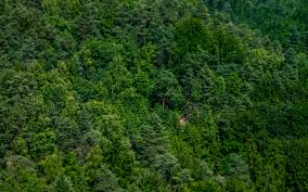 You can find the link to steam workshop below or you can download the zip file for each. Nature Photos Nature Wallpaper Zip File