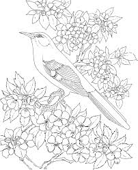 Of course many recognize the native trees, including oaks, hickories, pines and cedars, but think of the more ornamental species: Free Printable Coloring Page Arkansas State Bird And Flower Mockingbird Apple Blossom Education Vogel Malvorlagen Malvorlagen Tiere Malvorlagen Fur Kinder