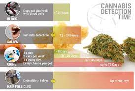 Based on sample's statement, ideally, for your hair and you to pass a marijuana drug test, you need to abstain from consumption for at least 90 days. Cannabis Detection Time How Long Does Thc Stay In Your System Cannaconnection Com