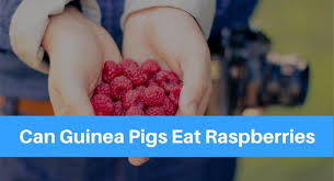 Especially when cats eat raspberries after a long duration, it is always recommended that you give them for the test by keeping inside the food. Can Guinea Pigs Eat Raspberries Petsolino