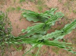 Image result for Crinum buphanoides