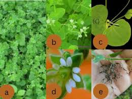 Image result for Drymaria