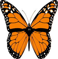 Butterfly Images Google Search Orange And Black Butterfly Butterfly Decal Monarch Butterfly