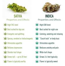 Indica Vs Sativa Which Strain Is Right For You Marijuana