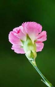 So Sweet And Nice To See Lovely Carnations Carnations Carnation Flower Amazing Flowers