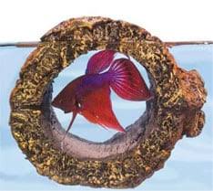 Giving your betta the proper lighting, filtration and more can help your betta fish thrive. Top 10 Ideas For Betta Fish Toys Don T Have A Bored Betta
