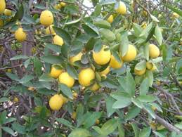 Image result for Citrus × aurantiifolia