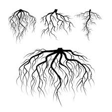 Check spelling or type a new query. Tree Underground Roots Vector Plant Underground Roots Set Tree Root Black Illustration Of Plant Silhouette Root Vector Plant Black Png And Vector With Transp In 2021 Tree Roots Tattoo Root Vector