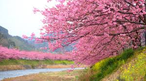 As a trusted local florist, we offer flower delivery throughout rockford, il and surrounding areas, as well as nationwide delivery through our network of reliable florists. Cherry Blossom Season In Kawazu Japan Has Arrived Take A Look Architectural Digest