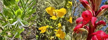 Image result for Disperis macowanii