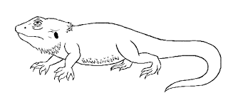 Free Bearded Dragon Coloring Page Picture Dragon Coloring Page Bearded Dragon Colors Coloring Pages