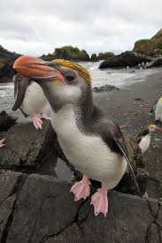 Royal Penguin Also Known As Macca Is Found On Macquarie Island Tasmania Photo By Lachlan Francis Tasmania Par March Of The Penguins Royal Penguin Animals