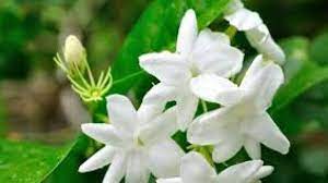 Pixabay di indonesia bunga melati menjadi simbol kesucian ketulusan dan keanggunan dalam kesederhanaan. 3 Mitos Makan Bunga Melati Dan Faktanya Cintalia Com