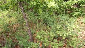 Image result for Turritis