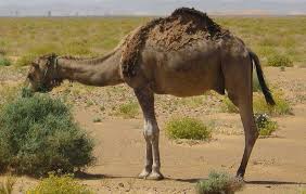 One of the brilliant features of camel camel camel that makes thousands of people love the software is price. Desert Camel In America S Southwest Deserts Desertusa