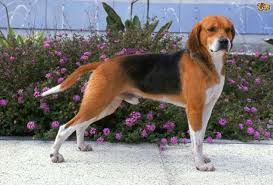 Image result for Harrier dog