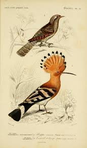 V 1 1849 Atlas Zoologie Humaines Mammiferes Oiseaux Dictionnaire Universel Dhistoire Nature Vintage Bird Illustration Bird Illustration Bird Prints