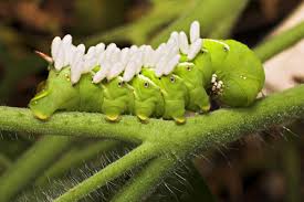 If you found a big caterpillar and want to identify it, chances are that it's in this guide to large european and north american caterpillars. How To Identify And Control Tomato Hornworm Caterpillars Dengarden