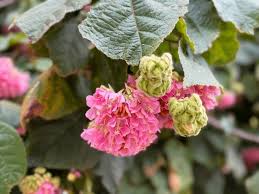 Image result for Dombeya lastii