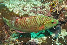 Image result for Oxyrhachis gracillima