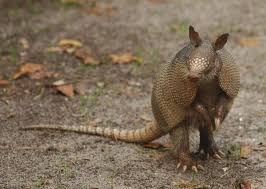 What'S An Armadillo? Is Its Skin Bulletproof? - Quora