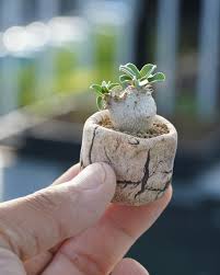 Image result for Elephantorrhiza burkei