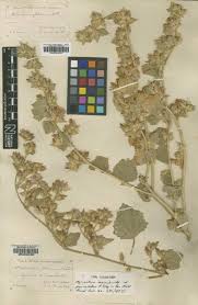 Image result for Abutilon englerianum