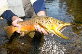 Welcome to the blue ribbon trout cabin near montauk state park. Trout Fishing In Arkansas Can U Canoe Riverview Cabins