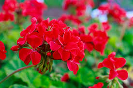 Maybe you would like to learn more about one of these? Fiori Da Balcone Estivi I Magnifici 5 Donnad