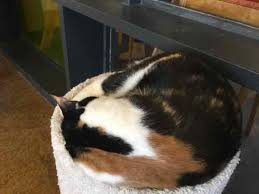 We believe in treating every patient as if they were our own pet, and giving them the same loving attention and care. Our First Visit To Mau Haus Cat Cafe Lounge Urbanreview St Louis