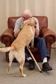 A Lab S Hug Is The Best Med Service Dogs Service Dog Training Working Dogs