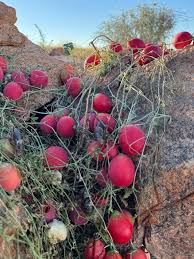 Image result for Coccinia rehmannii